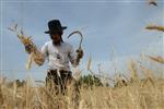 Harvested wheat shmurah matzah for Passover