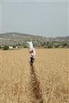 Harvested wheat shmurah matzah for Passover