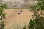 Harvested wheat shmurah matzah for Passover