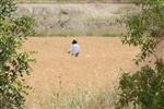 Harvested wheat shmurah matzah for Passover