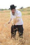 Harvested wheat shmurah matzah for Passover