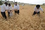 Harvested wheat shmurah matzah for Passover