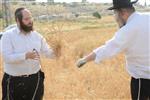 Harvested wheat shmurah matzah for Passover