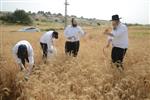 Harvested wheat shmurah matzah for Passover