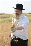 Harvested wheat shmurah matzah for Passover