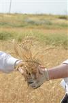 Harvested wheat shmurah matzah for Passover