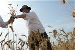 Harvested wheat shmurah matzah for Passover