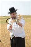 Harvested wheat shmurah matzah for Passover