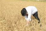 Harvested wheat shmurah matzah for Passover