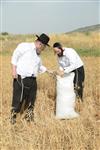 Harvested wheat shmurah matzah for Passover