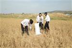 Harvested wheat shmurah matzah for Passover