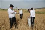Harvested wheat shmurah matzah for Passover