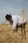 Harvested wheat shmurah matzah for Passover