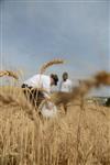 Harvested wheat shmurah matzah for Passover