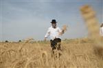 Harvested wheat shmurah matzah for Passover