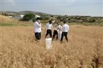 Harvested wheat shmurah matzah for Passover