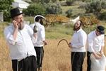 Harvested wheat shmurah matzah for Passover