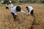 קוצרים חיטים למצה שמורה עבור חג הפסח