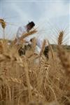 Harvested wheat shmurah matzah for Passover