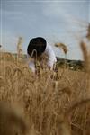 Harvested wheat shmurah matzah for Passover