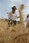 Harvested wheat shmurah matzah for Passover