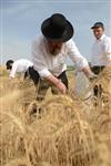 Harvested wheat shmurah matzah for Passover