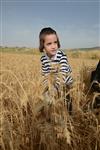 Harvested wheat shmurah matzah for Passover