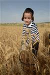 Harvested wheat shmurah matzah for Passover