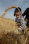 Harvested wheat shmurah matzah for Passover