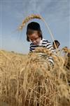 Harvested wheat shmurah matzah for Passover