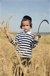 Harvested wheat shmurah matzah for Passover