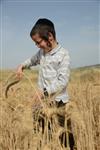 Harvested wheat shmurah matzah for Passover