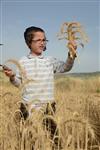 Harvested wheat shmurah matzah for Passover