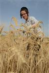 Harvested wheat shmurah matzah for Passover