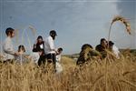 Harvested wheat shmurah matzah for Passover