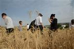 Harvested wheat shmurah matzah for Passover