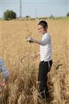 Harvested wheat shmurah matzah for Passover