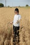 Harvested wheat shmurah matzah for Passover