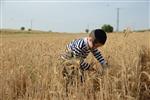 Harvested wheat shmurah matzah for Passover