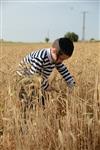 Harvested wheat shmurah matzah for Passover