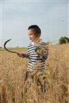 Harvested wheat shmurah matzah for Passover