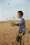 Harvested wheat shmurah matzah for Passover