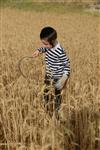 Harvested wheat shmurah matzah for Passover