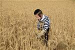 Harvested wheat shmurah matzah for Passover