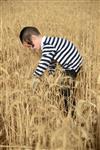 Harvested wheat shmurah matzah for Passover