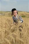 Harvested wheat shmurah matzah for Passover