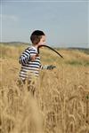 Harvested wheat shmurah matzah for Passover