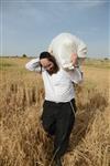 Harvested wheat shmurah matzah for Passover