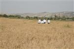 Harvested wheat shmurah matzah for Passover