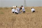 Harvested wheat shmurah matzah for Passover